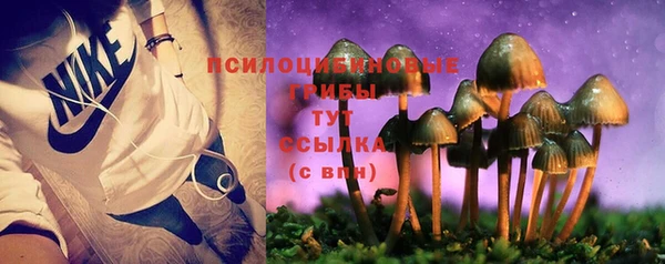 прущие грибы Бородино